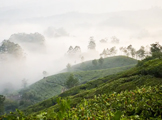 Munnar-the pearl of God's